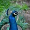 Waccatee Zoo - Peacock Blue