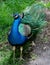 Waccatee Zoo - Peacock Blue