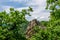 Wachau vieferrata klettersteig in Austria