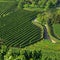 Wachau vineyard