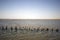 Wadden Sea Low Tide Landscape