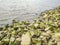Wadden sea tidelands coast stones rocks water Harrier Sand Germany