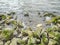 Wadden sea tidelands coast stones rocks water Harrier Sand Germany