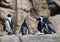 A Waddle of African Penguins