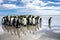 A waddle of king penguins on the beach at volunteer point, falklands