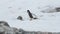 Waddling Gentoo Penguin in snow