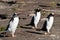 Waddling gentoo penguins - Pygoscelis papua - in South Georgia
