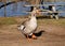 Waddling Goose At Dangars Lagoon NSW Australia