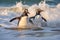 Waddling Penguins on Cape Town Beach