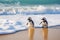 Waddling Penguins on Cape Town Beach