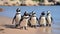 Waddling Wonder: A Playful Penguin Parade