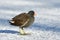 Wader bird during wintertime