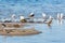 Wader birds on a beach