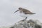 Wader dunlin shorebird