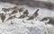 Wader dunlin shorebird