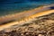 Wader Sanderling (Crocethia alba) is inhabitant of tundra