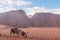 Wadi Rum desert landscape in Jordan with camels chilling in the morning