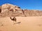 Wadi Rum - Dromedario nel deserto