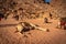 Wadi Rum, Jordan - Camel resting on the ground