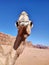 Wadi Rum - Muso di dromedario nel deserto