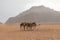 Wadi Run Desert, Jordan Travel, Camels, Nature