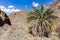 Wadi Shawka dry riverbed with oasis with big date palm trees Phoenix dactylifera, United Arab Emirates