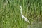 Wading American Egret