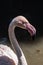 Wading bird Flamingo head close up