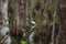 Wading bird at Florida swamps