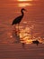 Wading bird at sunset