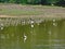 Wading birds feeding in Sungei Buloh wetland reserve, Singapore