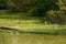 Wading birds on green mudflat near the shore in Mincio river, Ma