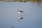 A wading black-necked stilt mirrored by its reflection