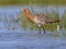 Wading Black tailed Godwit on a sunny afternoon