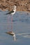 Wading Black-Winged Stilt