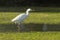 Wading Egret