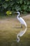 Wading Egret