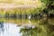 Wading Egret by Grass