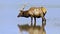 Wading elk