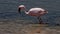 Wading flamingo