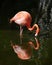 Wading Flamingo Reflected in Dark Water
