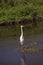 Wading Great white egret Ardea alba wading bird
