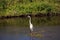 Wading Great white egret Ardea alba wading bird