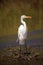 Wading Great white egret Ardea alba wading bird