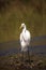 Wading Great white egret Ardea alba wading bird