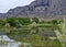 Wading horses, Okanagan Valley, British Columbia, Canada