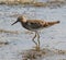 Wading Pectoral Sandpiper