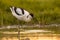 Wading pied avocet