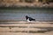 Wading pied oystercatcher feeding in morning