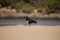 Wading pied oystercatcher feeding in morning